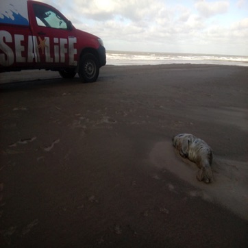 Gijsje op het strand.jpg